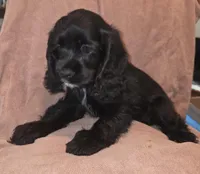 No Name, a female Cocker Spaniel for sale in Sheboygan, WI – Photo 1 of 5