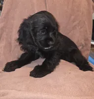 No Name, a female Cocker Spaniel for sale in Sheboygan, WI – Photo 3 of 5