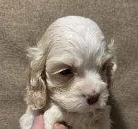 No Name, a female Cocker Spaniel for sale in Sheboygan, WI – 2 of 10