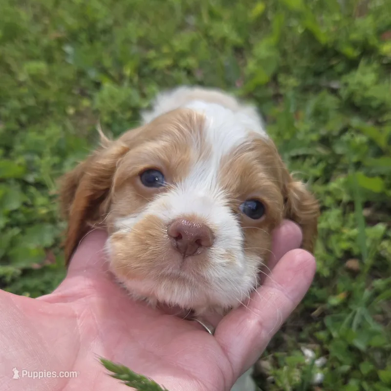 No Name – Cocker Spaniel puppy for sale in Sheboygan, WI