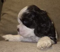 No Name, a male Cocker Spaniel for sale in Sheboygan, WI – 4 of 5