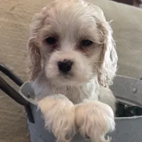 No Name, a male Cocker Spaniel for sale in Sheboygan, WI – Photo 10 of 10