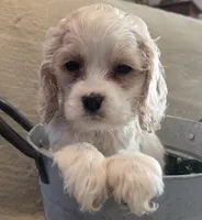 No Name, a male Cocker Spaniel for sale in Sheboygan, WI – Photo 10 of 10
