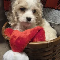 No Name, a male Cocker Spaniel for sale in Sheboygan, WI – Photo 2 of 10