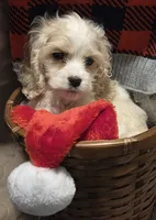 No Name, a male Cocker Spaniel for sale in Sheboygan, WI – Photo 2 of 10