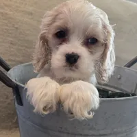 No Name, a male Cocker Spaniel for sale in Sheboygan, WI – Photo 9 of 10