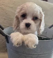 No Name, a male Cocker Spaniel for sale in Sheboygan, WI – Photo 9 of 10