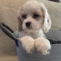 No Name, a male Cocker Spaniel for sale in Sheboygan, WI – Photo 6 of 10