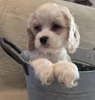 No Name, a male Cocker Spaniel for sale in Sheboygan, WI – Photo 6 of 10