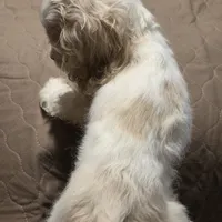 No Name, a male Cocker Spaniel for sale in Sheboygan, WI – Photo 5 of 10