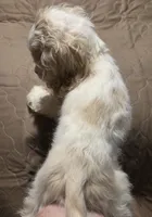 No Name, a male Cocker Spaniel for sale in Sheboygan, WI – Photo 5 of 10