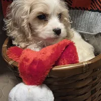 No Name, a male Cocker Spaniel for sale in Sheboygan, WI – Photo 1 of 10