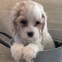 No Name, a male Cocker Spaniel for sale in Sheboygan, WI – Photo 8 of 10