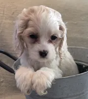 No Name, a male Cocker Spaniel for sale in Sheboygan, WI – Photo 8 of 10