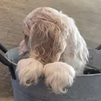 No Name, a male Cocker Spaniel for sale in Sheboygan, WI – Photo 7 of 10