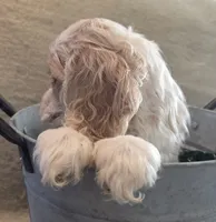 No Name, a male Cocker Spaniel for sale in Sheboygan, WI – Photo 7 of 10