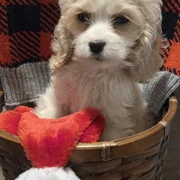 No Name, a male Cocker Spaniel for sale in Sheboygan, WI – Photo 3 of 10