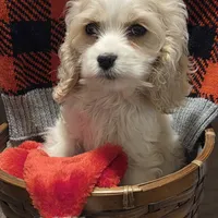 No Name, a male Cocker Spaniel for sale in Sheboygan, WI – Photo 4 of 10