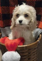 No Name, a male Cocker Spaniel for sale in Sheboygan, WI – Photo 4 of 10