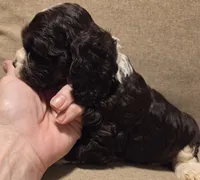 No Name, a female Cocker Spaniel for sale in Sheboygan, WI – 3 of 4