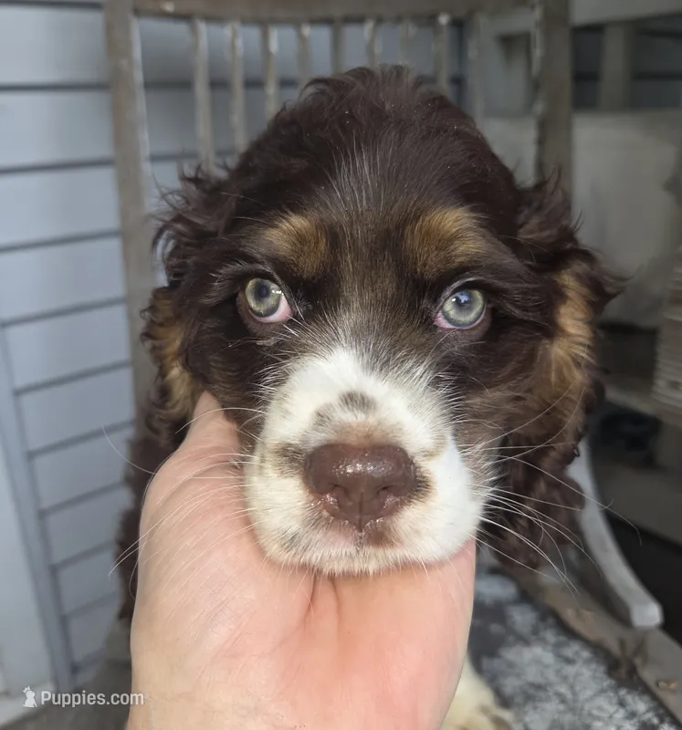 No Name – Cocker Spaniel puppy on hold in Sheboygan, WI