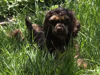 Winston, a male Cocker Spaniel for sale in Sheboygan, WI – Photo 2 of 10