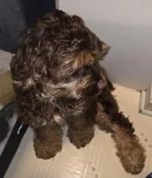 Winston, a male Cocker Spaniel for sale in Sheboygan, WI – Photo 10 of 10