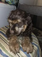 Winston, a male Cocker Spaniel for sale in Sheboygan, WI – Photo 6 of 10