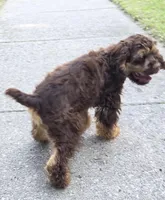 Winston, a male Cocker Spaniel for sale in Sheboygan, WI – Photo 8 of 10