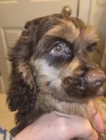 Winston, a male Cocker Spaniel for sale in Sheboygan, WI – Photo 3 of 10