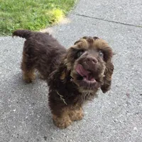 Winston, a male Cocker Spaniel for sale in Sheboygan, WI – Photo 9 of 10