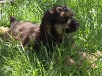 Winston, a male Cocker Spaniel for sale in Sheboygan, WI – Photo 5 of 10