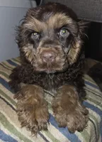 Winston, a male Cocker Spaniel for sale in Sheboygan, WI – Photo 1 of 10