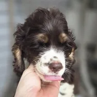 No Name, a male Cocker Spaniel for sale in Sheboygan, WI – 3 of 10