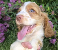 No Name, a male Cocker Spaniel for sale in Sheboygan, WI – 9 of 10