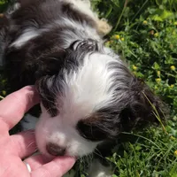 No Name, a male Cocker Spaniel for sale in Sheboygan, WI – 3 of 10