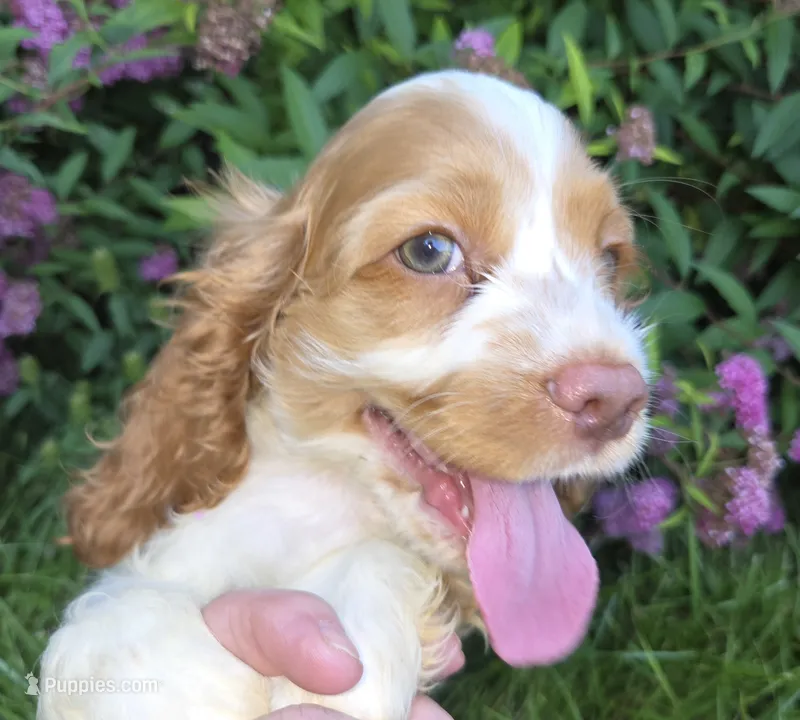 No Name – Cocker Spaniel puppy for sale in Sheboygan, WI