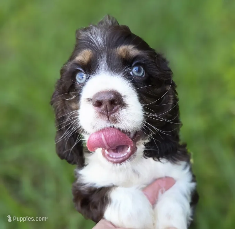 No Name – Cocker Spaniel puppy for sale in Sheboygan, WI