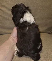 No Name, a male Cocker Spaniel for sale in Sheboygan, WI – 4 of 6