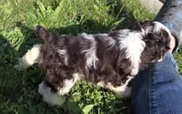 No Name, a male Cocker Spaniel for sale in Sheboygan, WI – 8 of 10