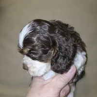 No Name, a male Cocker Spaniel for sale in Sheboygan, WI – 5 of 6