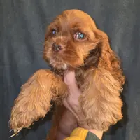 No Name, a male Cocker Spaniel for sale in Sheboygan, WI – Photo 7 of 10