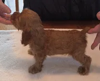 No Name, a male Cocker Spaniel for sale in Sheboygan, WI – Photo 10 of 10