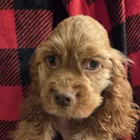 No Name, a male Cocker Spaniel for sale in Sheboygan, WI – Photo 2 of 10