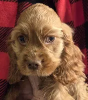 No Name, a male Cocker Spaniel for sale in Sheboygan, WI – Photo 1 of 10