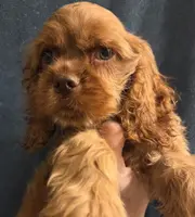 No Name, a male Cocker Spaniel for sale in Sheboygan, WI – Photo 6 of 10