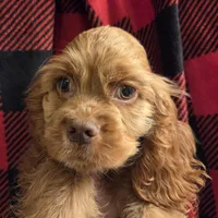No Name, a male Cocker Spaniel for sale in Sheboygan, WI – Photo 4 of 10