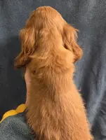 No Name, a male Cocker Spaniel for sale in Sheboygan, WI – Photo 5 of 10