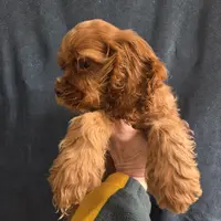 No Name, a male Cocker Spaniel for sale in Sheboygan, WI – Photo 9 of 10