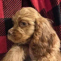 No Name, a male Cocker Spaniel for sale in Sheboygan, WI – Photo 3 of 10